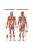 Anatómiai Plakát: Az Emberi Izomzat (Anatomische Poster Das Muskelsystem des Menschen)