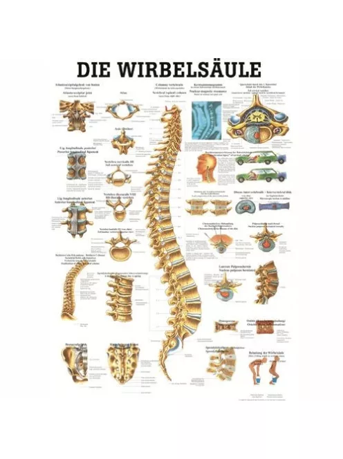 Anatómiai Plakát: A Gerinc (Die Wirbelsäule)