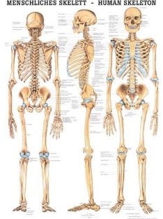   Anatómiai Mini-Plakát: Az Emberi Csontváz (Das menschliche Skelett)