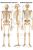 Anatómiai Mini-Plakát: Az Emberi Csontváz (Das menschliche Skelett)
