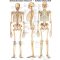   Anatómiai Mini-Plakát: Az Emberi Csontváz (Das menschliche Skelett)