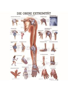   Anatómiai Mini-Plakát: A Felső Végtagok (Die oberen Extremitäten)