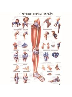   Anatómiai Mini-Plakát: Az Alsó Végtagok (Die unteren Extremitäten)